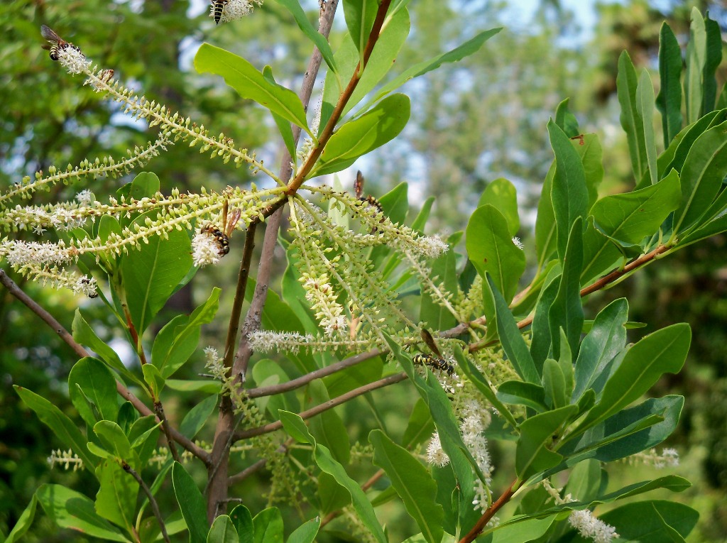 Cyrilla racemiflora 